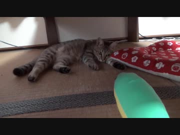 ＃110　けりぐるみで遊ぶ？タタルさん