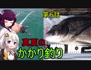 海から遠くても海釣りに行きたい⑥　真夏のかかり釣り