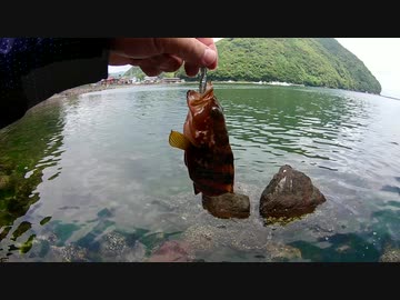 #16 【7月上旬の若狭湾】福井の海でアコウ(キジハタ)とガシラのルアー釣り【ライトロックフィッシュ】