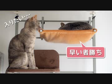 【モアクリ】 ゆるふわハンモック争奪戦