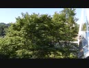 【フリー自然音】夏の橋のそばから【立体音響】