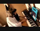 犬が【弾いてみた】SMAP/スガシカオ 夜空ノムコウ ピアノアレンジ 【耳コピ】