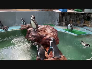 ぶらぺんは見た！？　桂浜水族館ペンギン団地住人のシャワーシーン