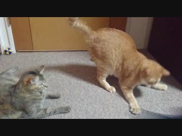 拾いねこ＠生後2591/2558日目　遅くなりました。