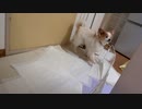 食事が出てくる直前でそわそわしているワンコ（パピヨン）5