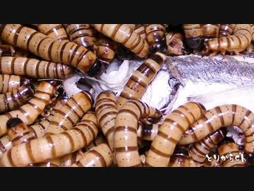 ジャイアントミルワームに加熱した鯵を与えてみた。