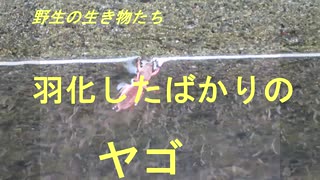 野生の生き物たち　羽化したばかりのヤゴ