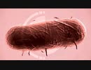 【実況】動画を見た人が感染する病原菌【Plague Inc: Evolved】part1