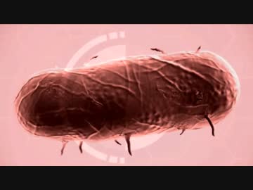 【実況】動画を見た人が感染する病原菌【Plague Inc: Evolved】part1