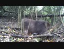 中国南西部、野生パンダの貴重映像