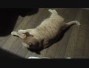 うちの猫様はお父様にべったりなようです。お腹ごろん編