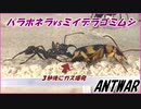 パラポネラvs灼熱のオナラ「ミイデラゴミムシ」。