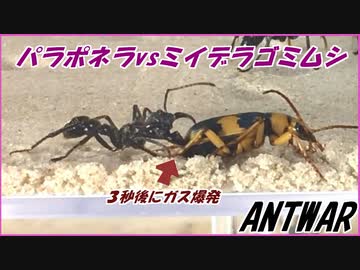 パラポネラvs灼熱のオナラ「ミイデラゴミムシ」。