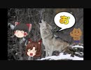 【ゆっくり実況】あなたもオオカミになりたくない？