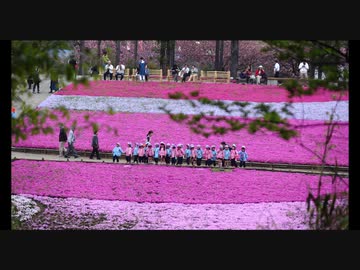 羊山公園2017春