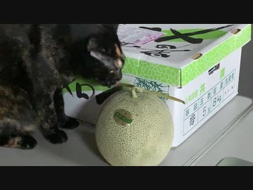 猫はメロンが好き？