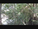 Adphox BME-200 + Nikon COOLPIX P1000 釜の淵公園録音テスト