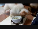 ガツガツ食べるワンコ（パピヨン）4