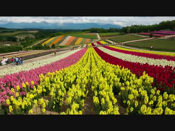 夏の北海道(美瑛・富良野・旭川・札幌)の風景[Long ver.]