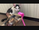 恐竜に執拗に反撃する猫