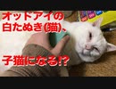 オッドアイの白たぬき(猫)、まさかの子猫帰りを見せる
