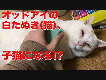 オッドアイの白たぬき(猫)、まさかの子猫帰りを見せる