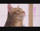 退屈だニャ...