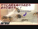 大量のミイデラゴミムシｖｓ100匹のトゲオオハリアリ