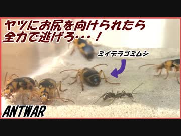 大量のミイデラゴミムシｖｓ100匹のトゲオオハリアリ