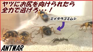 大量のミイデラゴミムシｖｓ100匹のトゲオオハリアリ