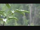 雨ノ先ニ