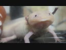 こっち見んなｗ