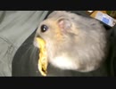 ハムスター飼いました。その75～ハムスターくんたちとスターフルーツ