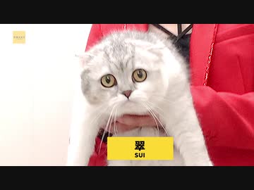 猫が苦手な少女