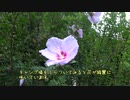 素人キャンパー奮戦記　真夏のダラダラキャンプ　その１　設営編