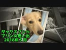 【思い出】ダックスフンド プリンのアルバム集（2018年3月）(YouTubeで『ワンチュー犬』を検索！)