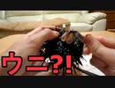 【グロ注意】ウニを捌いたら放送事故になった