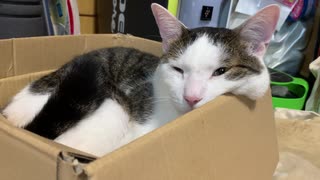 ほっぺたはみだして寝る猫