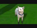 【Sims4】あおい海と森の動物病院 Part9【ゆっくり実況】