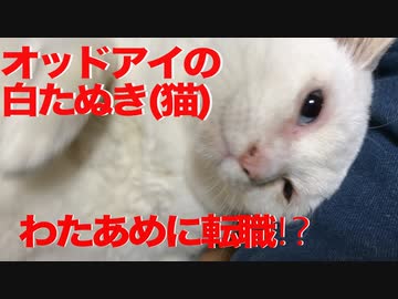 オッドアイの白たぬき（猫）、わたあめ製造に転職する