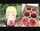 【ASMR】世界一かたい桃をかじる【おどろき桃】