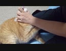 拾いねこ＠生後2594/2561日目　久々に歯磨き動画。