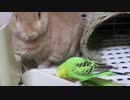 びっくりうさぎ