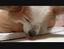 いびきをかくワンコ（パピヨン）
