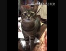 ごはん？って聞いてみた