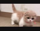 マンチカンが可愛すぎて辛い(=^・^=) Part5