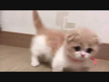 マンチカンが可愛すぎて辛い(=^・^=) Part5