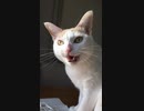 野生を思い出した猫