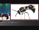 第183位：ゆっくり霊夢とやる夫が学ぶ 昆虫大百科 part29