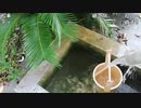布団ちゃん『墓でカエルのじーさんに会いにいくぞ』2枠目【2019/08/13】